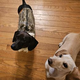 Dachshund puppies from Tilley's Mini Dachshunds