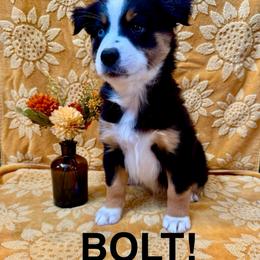 Bolt - Black tri male Miniature American Shepherd puppy in Rochelle, Illinois from Countryside Kennels and Aussies