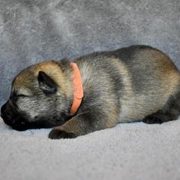 Orange - Sable female German Shepherd puppy in Cherryville, North Carolina from Masky Kennel