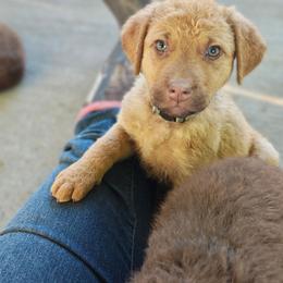 Coconut - Sedge female Chesapeake Bay Retriever puppy in Soap Lake, Washington from Desert Oasis Kennels