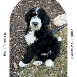 Binx - Black tri-color Aussiedoodle puppy in Appleton, Wisconsin from Summers Haven Doodles