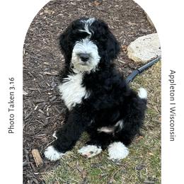 Binx - Black tri-color Aussiedoodle puppy in Appleton, Wisconsin from Summers Haven Doodles
