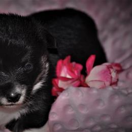 Pembroke Welsh Corgi Puppies from Larrchelle's Corgi's