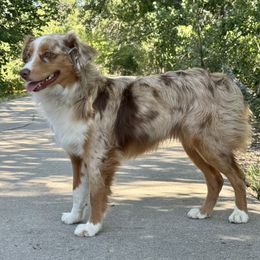 Clementine - Miniature Australian Shepherd