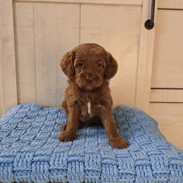 Cocoa - Red  female Goldendoodle puppy in Floyd, Virginia from Hearts and Paws Poodles and Doodles