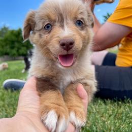 Australian Shepherd, Miniature American Shepherd, Miniature Australian Shepherd, and Toy Australian Shepherd Puppies from Painted Blue Aussies