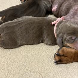 Java - Chocolate and tan female Dachshund puppy in Moon Township, Pennsylvania from Serendipity Dachshunds