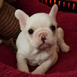 French Bulldog Puppies from Chitawee French Bulldogs