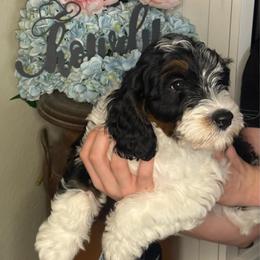 Birch - Tri-color male Cavapoo puppy in Sun City, Arizona from AZ Cavapoos