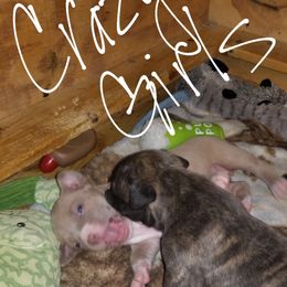 American Pit Bull Terrier Puppies from Kaotic APBTs
