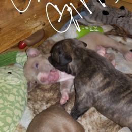 American Pit Bull Terrier Puppies from Kaotic APBTs