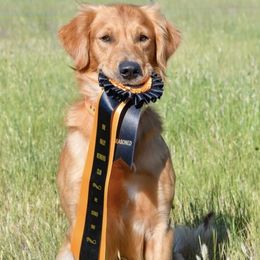 Golden Retriever All Grown Up from Jesse Hinckley's Golden Retrievers