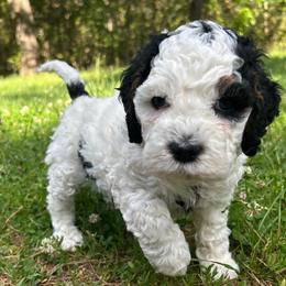 Maverick - Black white and tan male Cockapoo puppy in Egg Harbor City, New Jersey from Grace Given Cockapoos (GGC)