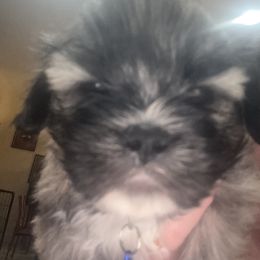 AKC Boy 2 - Grizzle male Lhasa Apso puppy in Chico, California from Lhasa Apsos of northern Ca . Biewer terriers of northern California