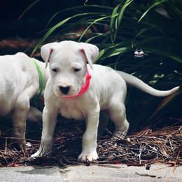 Pink - White female Dogo Argentino puppy in Powder Springs, Georgia from Primo Kennels