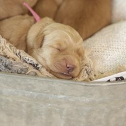 Babe - Golden female Golden Retriever puppy in Idaho Falls, Idaho from Brinton Goldens