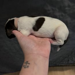 Girl 2 - Liver and white German Shorthaired Pointer puppy in Texas from Barker GSP