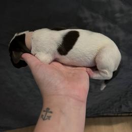 Girl 2 - Liver and white German Shorthaired Pointer puppy in Texas from Barker GSP
