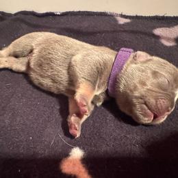 Purple Female - Black and tan female French Bulldog puppy in Republic, Missouri from Ritchie’s Frenchies