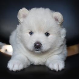 Socks - White male Pomsky puppy in Coos Bay, Oregon from Ocean View Pomskies