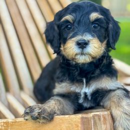Ross - male Golden Mountain Doodle puppy in Twin Falls, Idaho from Magic Valley Family Doodles