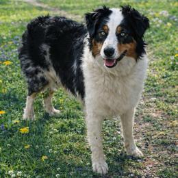 Shay - Australian Shepherd