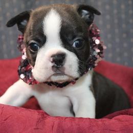 Boston Terrier Puppies from I Love Pups