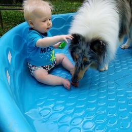 Collie All Grown Up from Grace Mountain Collies