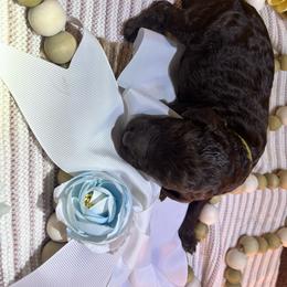 Yellow collar brown male - Brown male Poodle puppy in Statesville, North Carolina from Magnolia Crown’s Standard Poodles