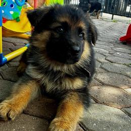 Reno - Black and tan male German Shepherd puppy in Yuba City, California from Barton’s German Shepherds