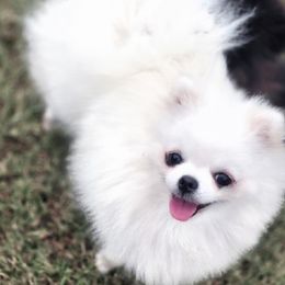 Portia - Pomeranian