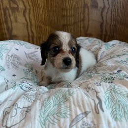 Boy 1- Spirit.  Copper - Red male Dachshund puppy in Wolf Lake, Indiana from Canisteo Dachshunds