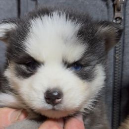 Dasher - Black and white male Pomsky puppy in Spring Hill, Florida from PDQ Pomskies