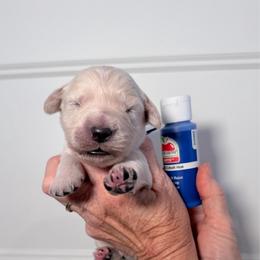 Boy 1 Royal Blue - Light golden male Golden Retriever puppy in Mc Minnville, Tennessee from Wishaw Whisky Golden Retrievers