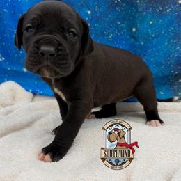 Bunty - Black female Great Dane puppy in White City, Kansas from Southwind Great Danes