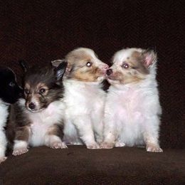 Rottweiler and Shetland Sheepdog Puppies from Mountain High Kennels