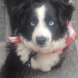 Star - Miniature Australian Shepherd