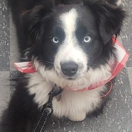 Star - Miniature Australian Shepherd