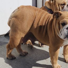 baby - Bulldog