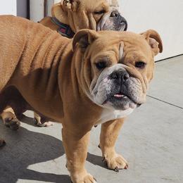 baby - Bulldog