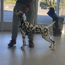 Jude - Dalmatian