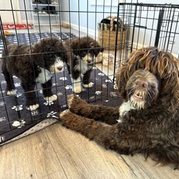 Portuguese Water Dog Puppies from Cornerstones Porties