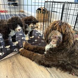 Portuguese Water Dog Puppies from Cornerstones Porties
