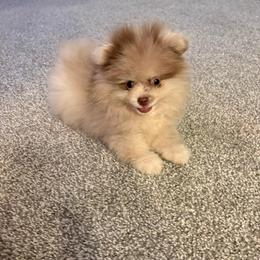 Gizmo - Chocolate merle male Pomeranian puppy in Texas from Tiny Tornado Poms