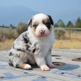 BMM-1 - Blue merle male Miniature American Shepherd puppy in Baker City, Oregon from Back Country Aussies