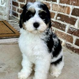 Rachel - Black and white female Bernedoodle puppy in Oologah, Oklahoma from Timber Hills Poodles and Doodles