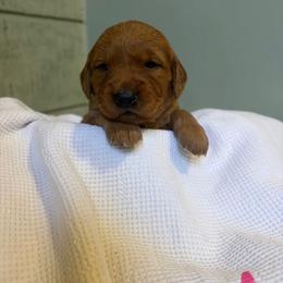 Pepper - Dark golden female Golden Retriever puppy in Maysville, North Carolina from Gold Rush Retrievers