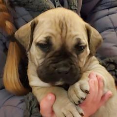 Boerboel Puppies from WILDCAT BOERBOELS