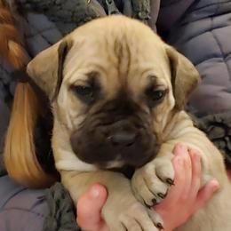Boerboel Puppies from WILDCAT BOERBOELS