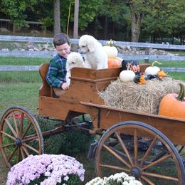 Poodle Puppies from D and D Standard Poodles